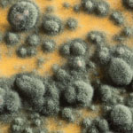 Penicillium Mould